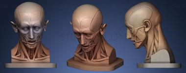 3D model muscular head (STL)